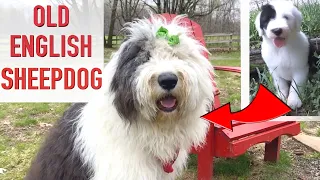 Top 10 Reasons To Get An Old English Sheepdog