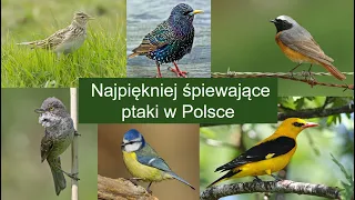 Najpiękniej śpiewające ptaki w Polsce cz.1