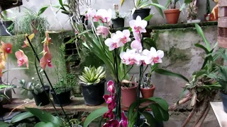 VÍDEO DE RESULTADOS: SHERRY BABY,CATTLEYA AMETHYSTOGLOSSA,DENPHAL, RHYNCHOSTYLIS E PHALAENOPSIS🌺🌼🌺💐