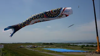 加須市民平和祭のジャンボこいのぼり [4K] (埼玉県加須市) 2023/5/3/PM