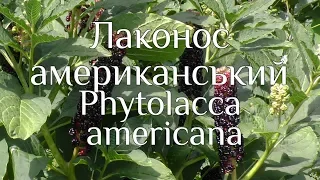 Лаконос американський. Phytolacca americana