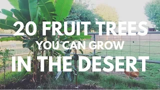 20 Fruit Trees you can grow in the DESERT!