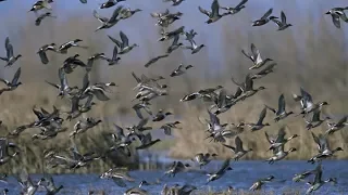 Охота. СОТНИ налетов. Гуси, утки, киборги.  Hunting. Hundreds of raids. Geese, Ducks, Cyborgs