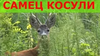 Охота на косулю с манком