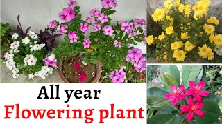 Top 10 All Year Flowering plants | perennial Flowering plants