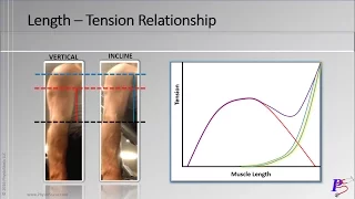 Length - Tension Relationship (Video 2.6) - PhysioStasis