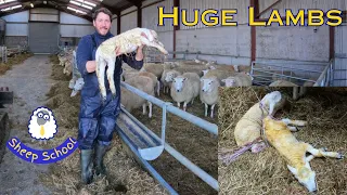 Big Lamb, Little Lamb. Adoption Mismatch - Will it Work?