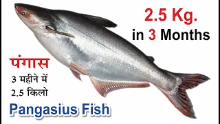 Pangasius fish farming in India | double profit in fish farming |  High density fish farming