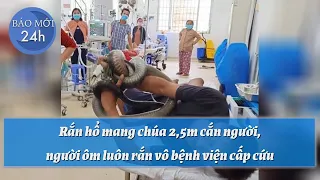 Rắn hổ mang chúa 2,5m cắn người, người ôm luôn rắn vô bệnh viện cấp cứu  | Báo Mới 24h