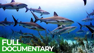 Animal's Super Senses - The Most Amazing Senses | Free Documentary Nature