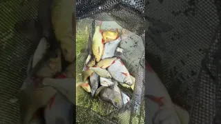 Float Fishing A Fenland Drain On Opening Night