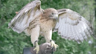 HD Texas Renaissance Festival Birds Of Prey 2014