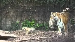 New tiger cubs seen for the first time at Copenhagen Zoo