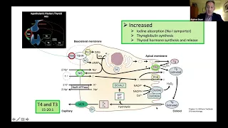 Unique Aspects of Thyroid Disease in Children and Adolescents; A Pragmatic Approach to Current Data