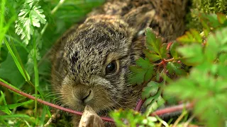 Hare Raises Baby Leveret in My Back Garden | Discover Wildlife | Robert E Fuller