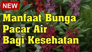 Manfaat Bunga Pacar Air bagi Kesehatan