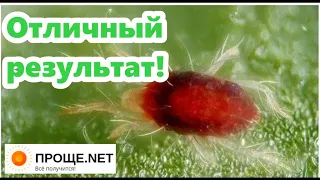 Искореняющая обработка железным купоросом и мочевиной.Отличный результат на груше. Галловый клещ 👎!