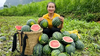 Harvesting watermelon garden goes to the market sell - Ly Thi Tam