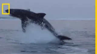 Le requin blanc, géant des océans