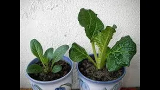 Выращивание Мандрагоры в горшке.Growing Mandrake in pot.#сад #мандрагора #море#горы#прогулка#Review