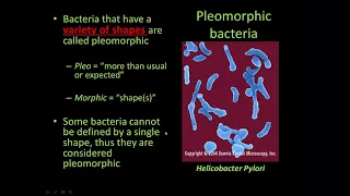 Chapter 4 - Part 1 - Prokaryotes