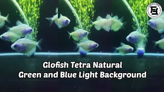 Glofish Tetra Natural - Green and Blue Light Background | Falra Fish
