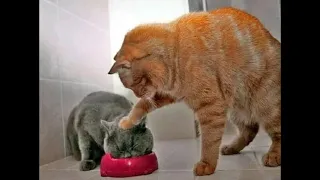 😺 How to feed a cat?! 🐈 Funny video with cats and kittens for a good mood! 😸