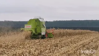 CLAAS DOMINATOR 68.work in Ukraine. 05.02.2021.Зимовий обмолот кукурудзи. Тернопільська обл.