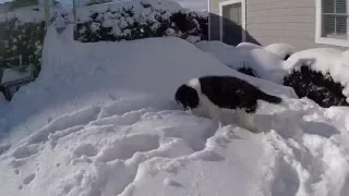 Newfoundland Puppy During Winter Storm Jonas