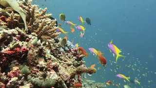 Fischsuppe Filitheyo - Kleinfisch macht auch Mist