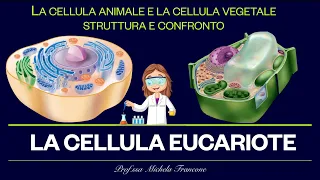 Com’è fatta la cellula? La cellula Eucariote - Animale e vegetale a confronto