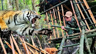 FULL VIDEO : 200 days survival alone skills traps rescue dogs attacked by tigers survival instincts