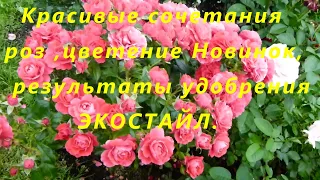 Красивые сочетания роз ,цветение Новинок,результаты удобрения ЭКОСТАЙЛ.