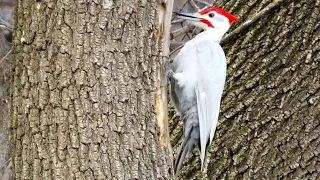 Pileated woodpeckers are uncommon in Milwaukee County, the coloration of this bird is rare