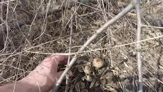 Mushrooms in March?!! It's strange... But they went on a smorgasbord...