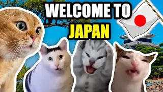 CAT MEMES: FAMILY VACATION COMPILATION