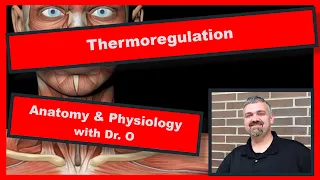 Thermoregulation:  Anatomy and Physiology