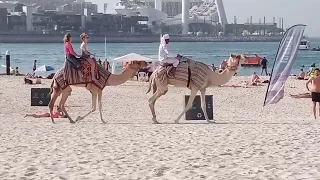 How to Camel Ride at DUBAi Beach | Foreigner Enjoying Camel Ride Dubai Beach | Ont ki sawari - UAE