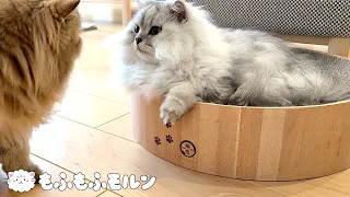 もふもふ猫が好きな場所特集 【サイベリアン】