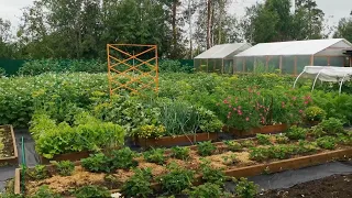 Огород на севере в начале августа.Растения из Тюменского питомника Астра.