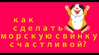 4 Совета как сделать морскую свинку счастливой. Лайфхак от опытных свиноводов