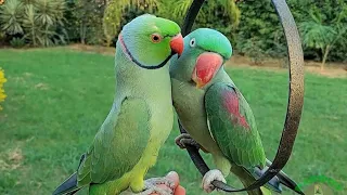 Amazing Talking Ringneck Parrot Couple | Ringneck Parrot Natural Sounds