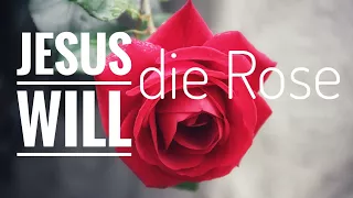 Jesus wants the rose / Jesus will die Rose ( Matt Chandler )