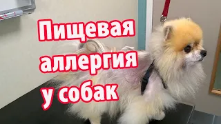 Пищевая аллергия у собак. Аллергия у шпица.