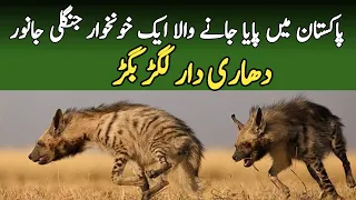 Striped Hyena | Information and Facts About Lagar Bagar Animal in Pakistan | Wildlife of Pakistan