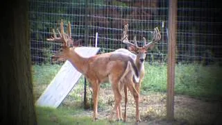 Going to the Xtreme | Deer & Wildlife Stories