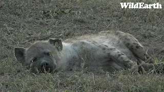 WildEarth - Sunset Safari - 28 July 2023