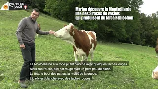 Tout sur la Montbéliarde / Reblochon #Passion