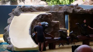 Loro Parque Sea Lion Show Tenerife 1080p HD |The Wanderlust Family