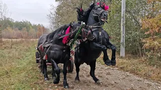 Armasarii frumosi a dl. Ghita a lui Radu de la Fratauti Noi - Vuliva / Nou